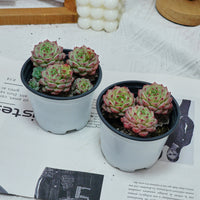 4'' Echeveria Panda Face, Rare Live Succulent Plants