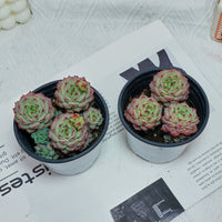 4'' Echeveria Panda Face, Rare Live Succulent Plants