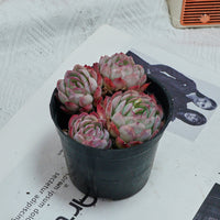 4'' Echeveria Strawberry Ice, Rare Live Succulent Plants