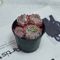 4'' Echeveria Strawberry Ice, Rare Live Succulent Plants