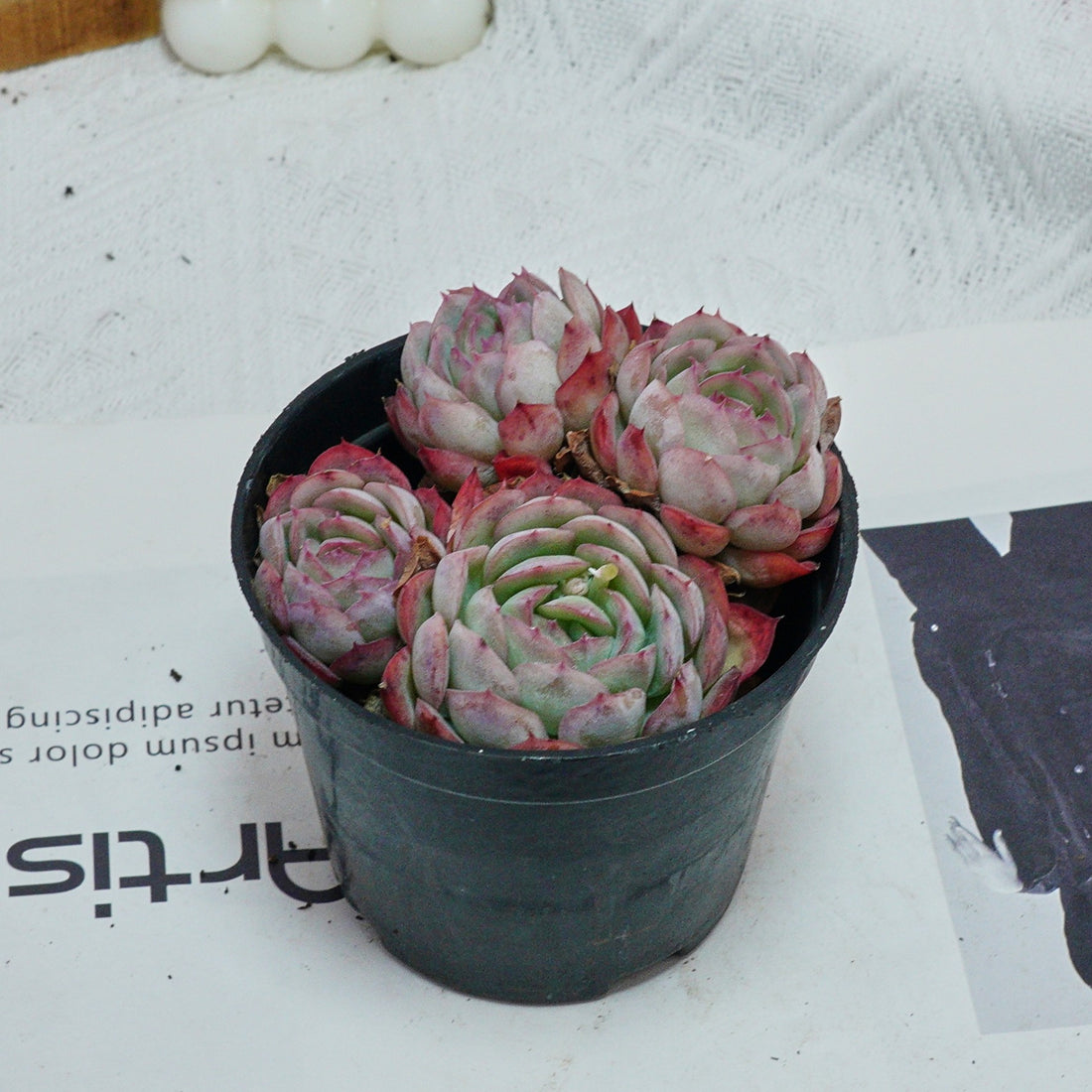 4'' Echeveria Strawberry Ice, Rare Live Succulent Plants