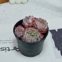 4'' Echeveria Strawberry Ice, Rare Live Succulent Plants