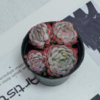 4'' Echeveria Strawberry Ice, Rare Live Succulent Plants