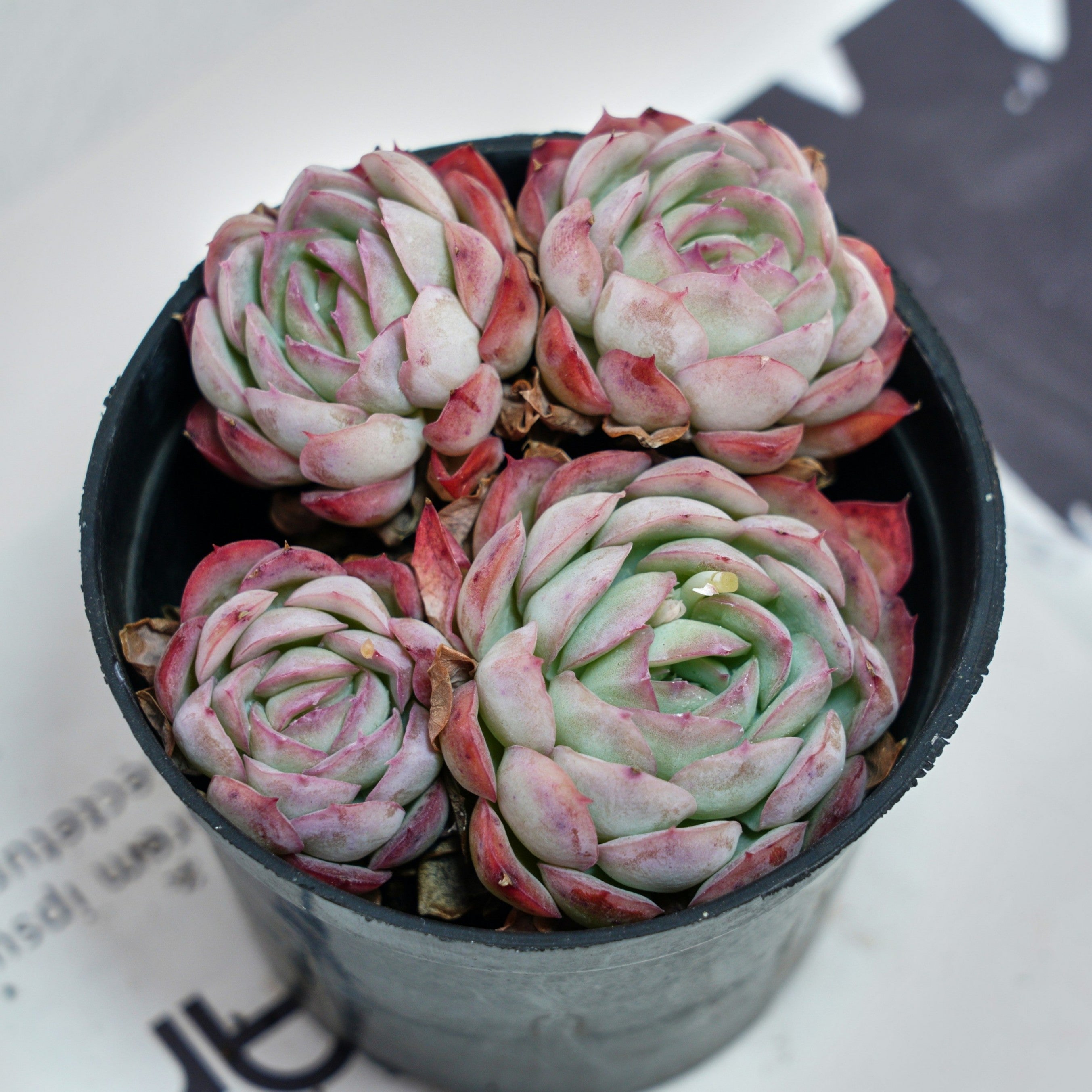 strawberry ice succulents 4'' Echeveria Strawberry Ice, Rare Live Succulent Plants – cocosucculent