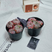4'' Echeveria Strawberry Ice, Rare Live Succulent Plants