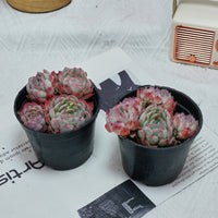 4'' Echeveria Strawberry Ice, Rare Live Succulent Plants