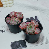 4'' Echeveria Strawberry Ice, Rare Live Succulent Plants