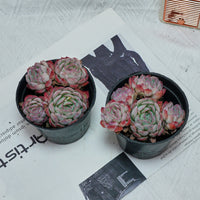 4'' Echeveria Strawberry Ice, Rare Live Succulent Plants