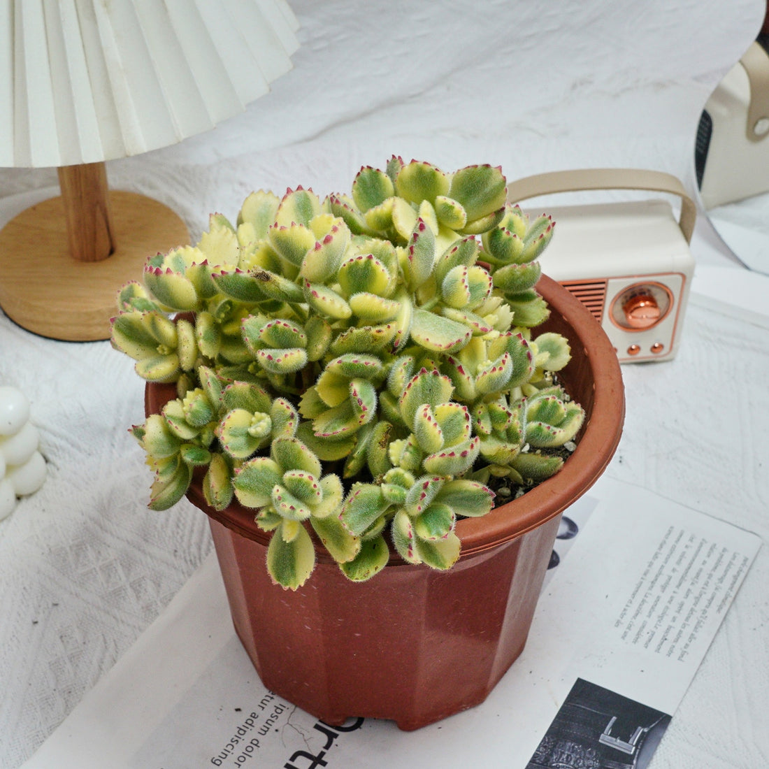 7'' Cotyledon Tomentosa Bears Paw Whitee, Rare Live Succulent Plants