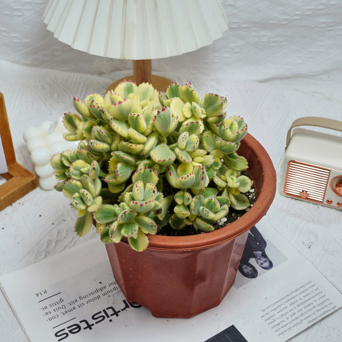 7'' Cotyledon Tomentosa Bears Paw Whitee, Rare Live Succulent Plants