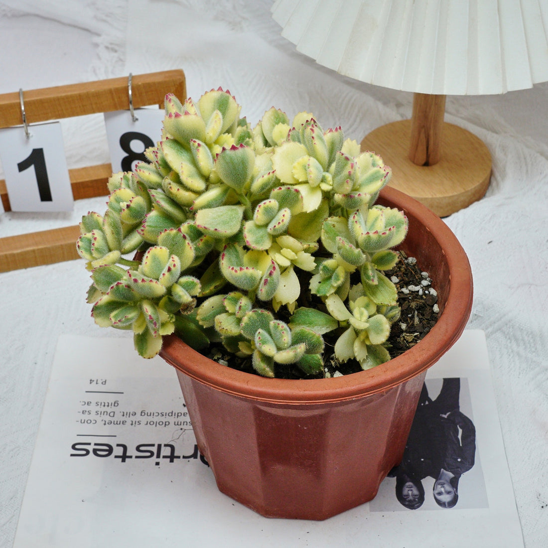 7'' Cotyledon Tomentosa Bears Paw Whitee, Rare Live Succulent Plants