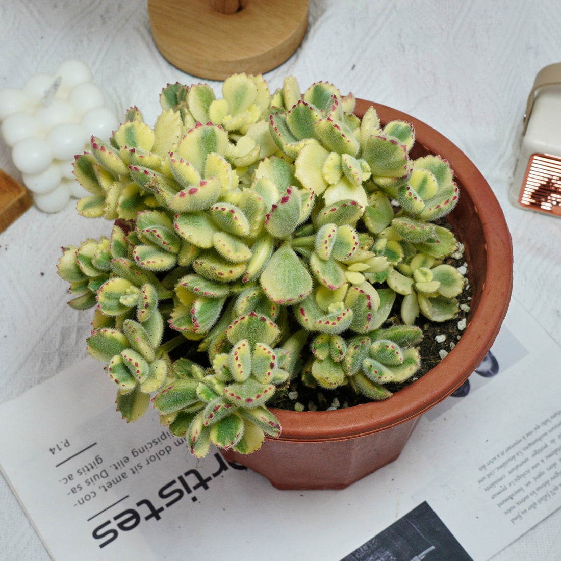 7'' Cotyledon Tomentosa Bears Paw Whitee, Rare Live Succulent Plants