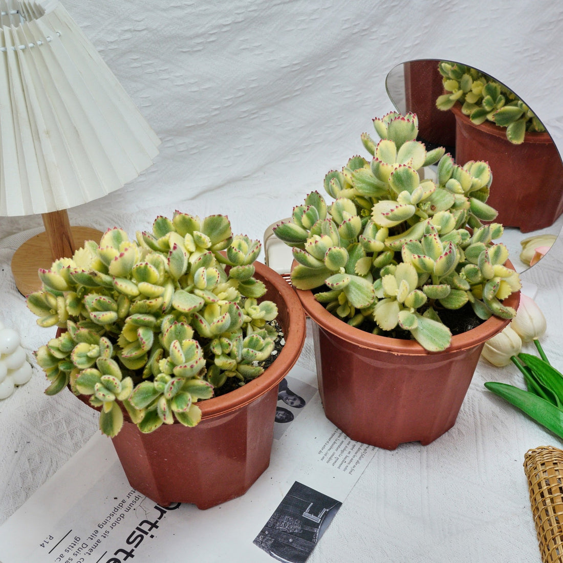 7'' Cotyledon Tomentosa Bears Paw Whitee, Rare Live Succulent Plants