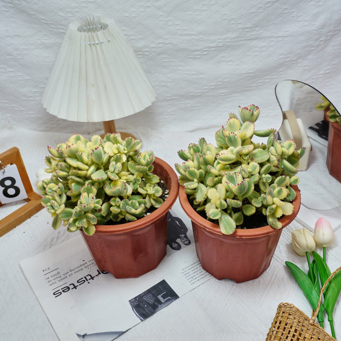 7'' Cotyledon Tomentosa Bears Paw Whitee, Rare Live Succulent Plants