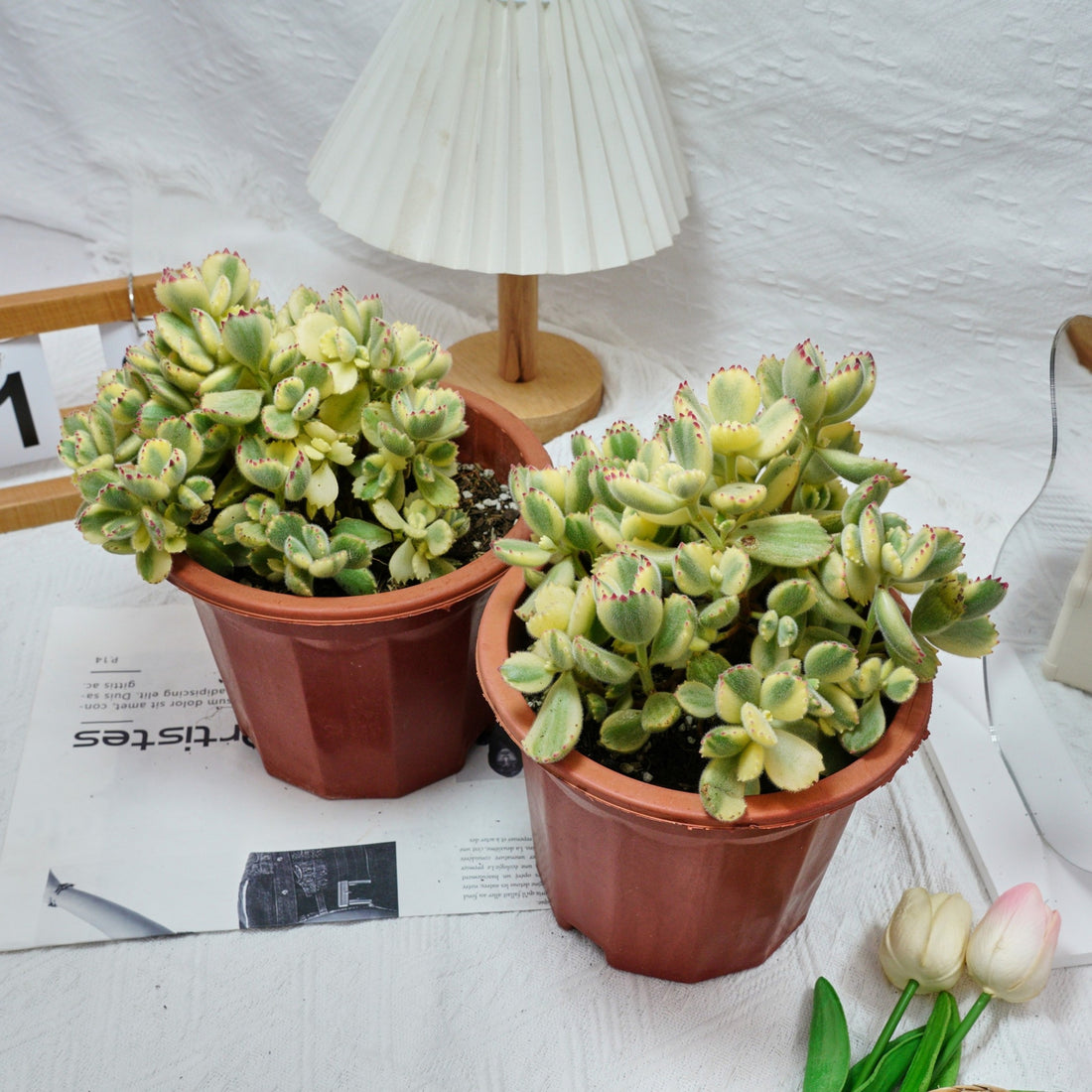 7'' Cotyledon Tomentosa Bears Paw Whitee, Rare Live Succulent Plants