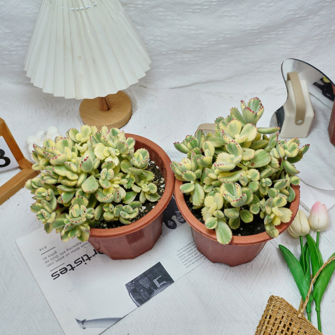 7'' Cotyledon Tomentosa Bears Paw Whitee, Rare Live Succulent Plants