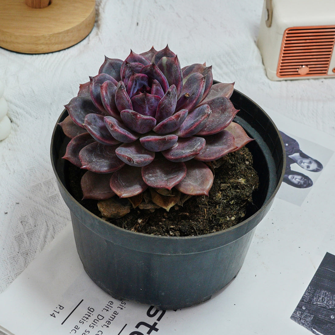 6'' Echeveria Chocolate, Rare Live Succulent Plants