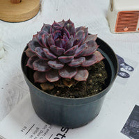 6'' Echeveria Chocolate, Rare Live Succulent Plants