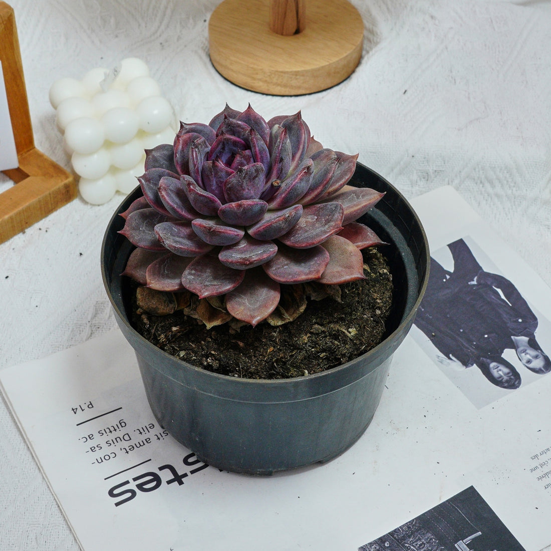 6'' Echeveria Chocolate, Rare Live Succulent Plants