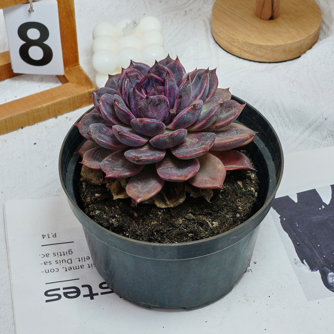 6'' Echeveria Chocolate, Rare Live Succulent Plants