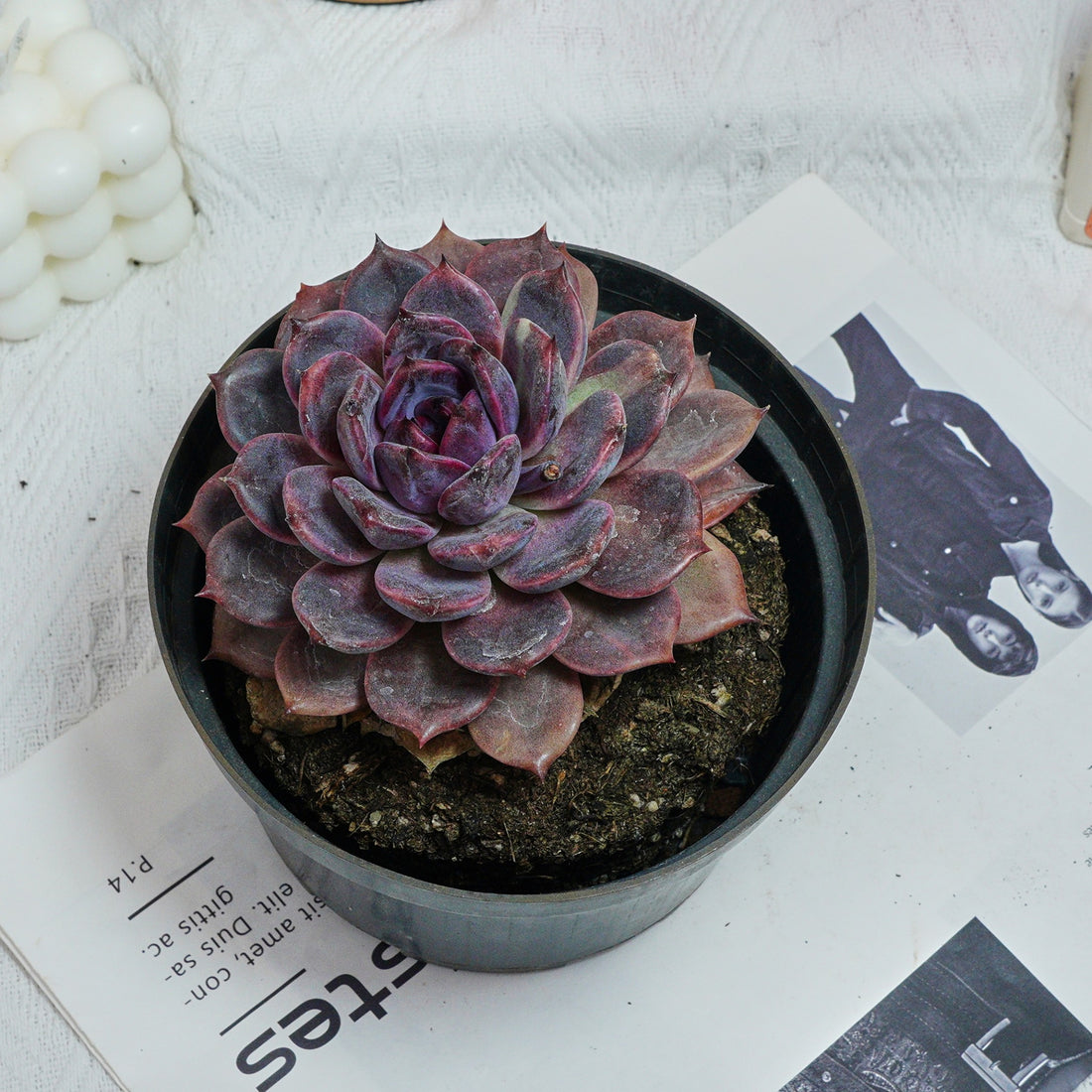 6'' Echeveria Chocolate, Rare Live Succulent Plants