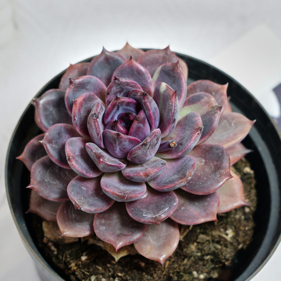 6'' Echeveria Chocolate, Rare Live Succulent Plants