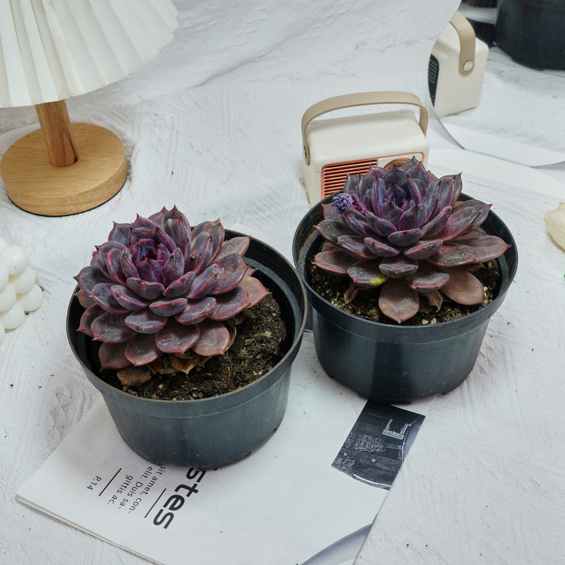 6'' Echeveria Chocolate, Rare Live Succulent Plants