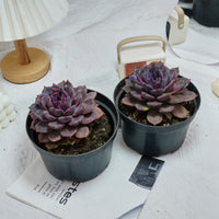 6'' Echeveria Chocolate, Rare Live Succulent Plants