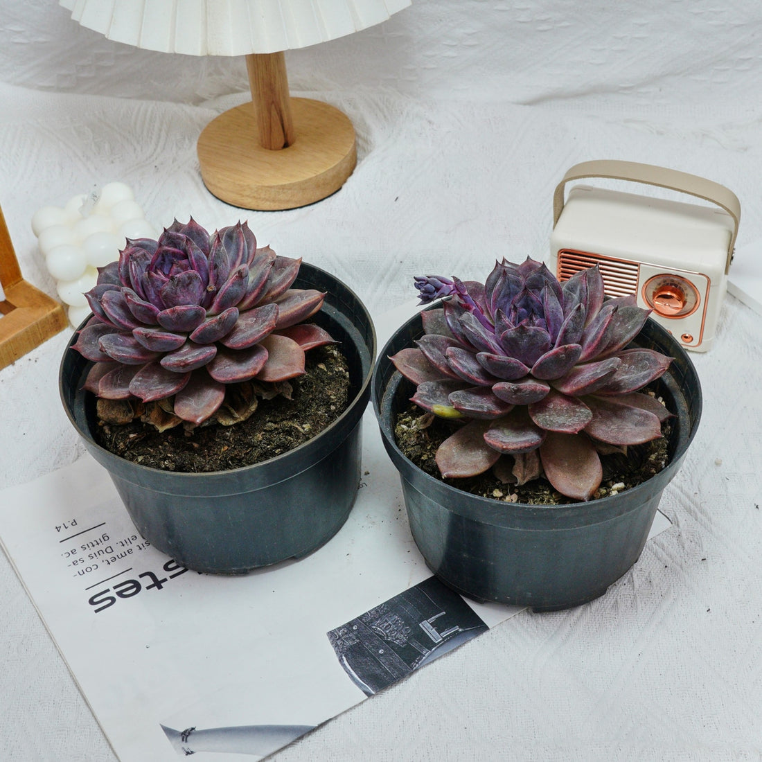 6'' Echeveria Chocolate, Rare Live Succulent Plants