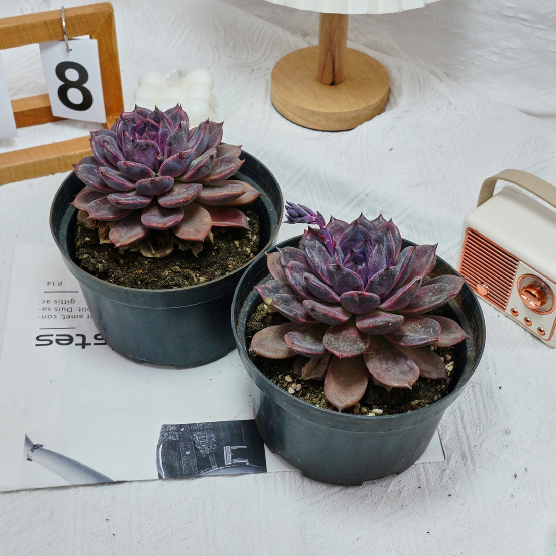 6'' Echeveria Chocolate, Rare Live Succulent Plants