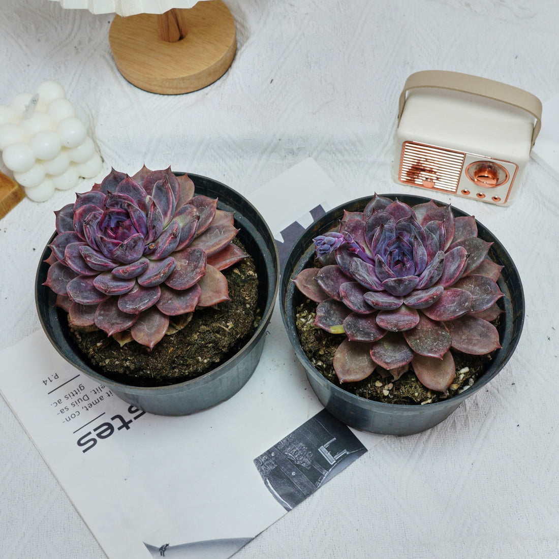 6'' Echeveria Chocolate, Rare Live Succulent Plants