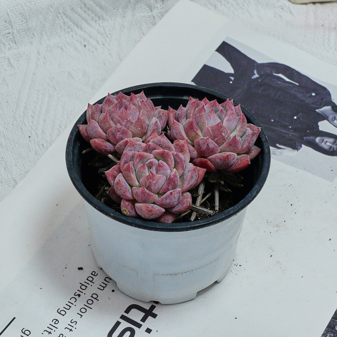 4'' Echeveria Frost Flower, Rare Live Succulent Plants