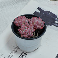 4'' Echeveria Frost Flower, Rare Live Succulent Plants