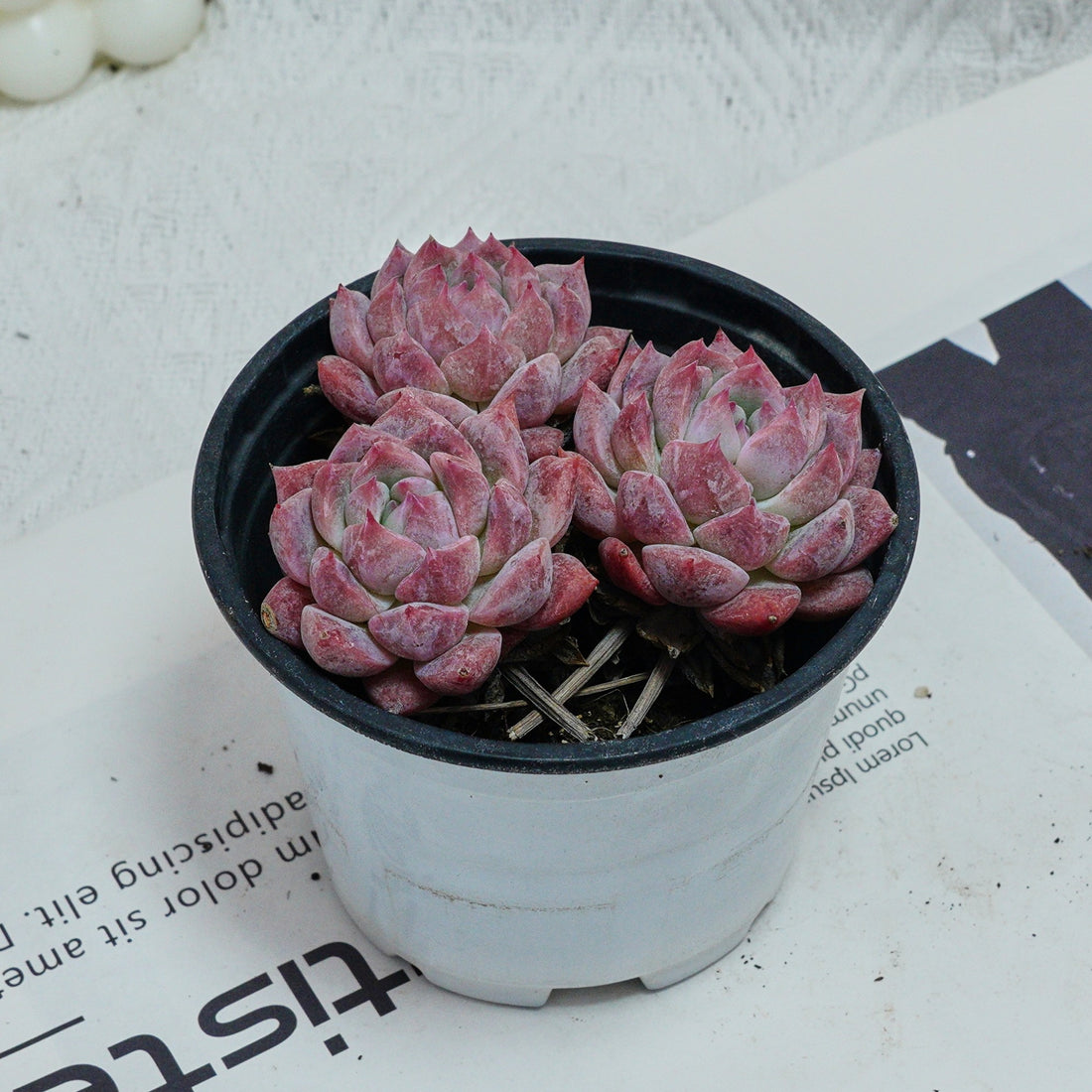 4'' Echeveria Frost Flower, Rare Live Succulent Plants