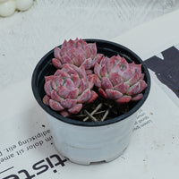 4'' Echeveria Frost Flower, Rare Live Succulent Plants