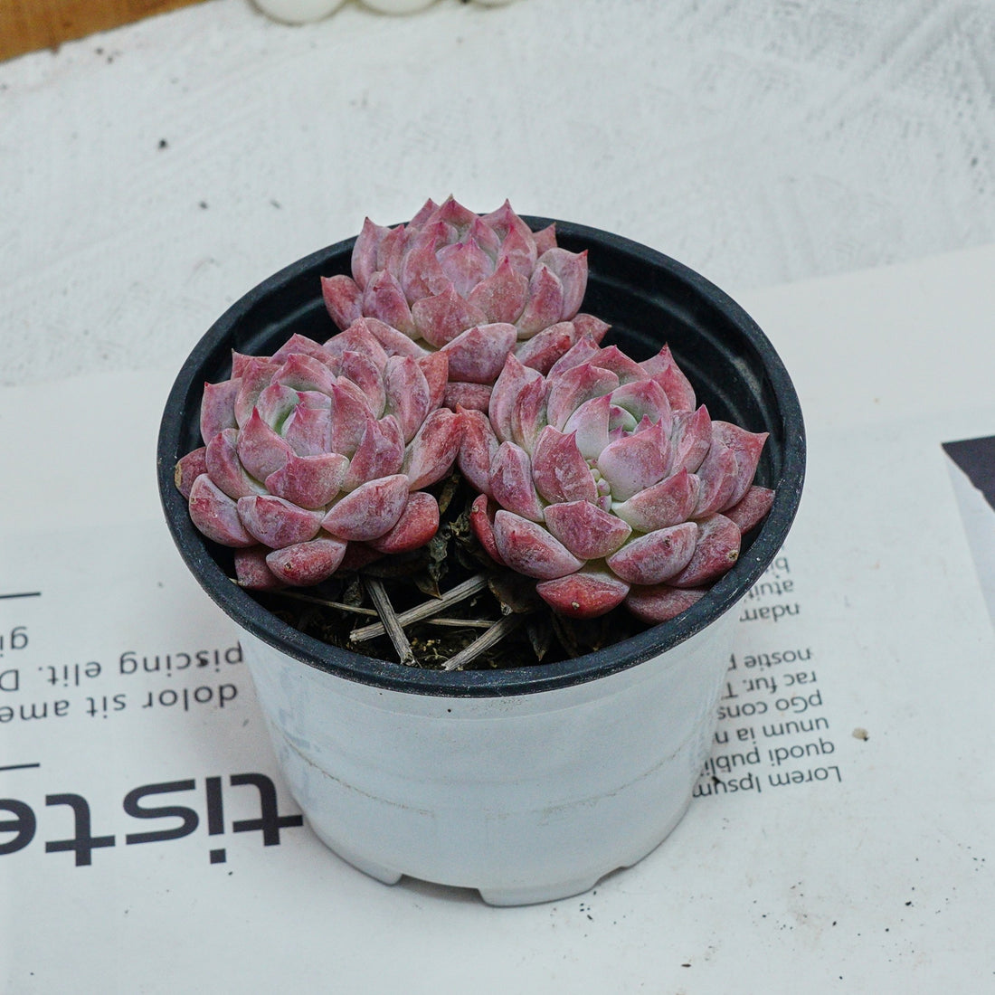 4'' Echeveria Frost Flower, Rare Live Succulent Plants