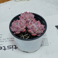 4'' Echeveria Frost Flower, Rare Live Succulent Plants
