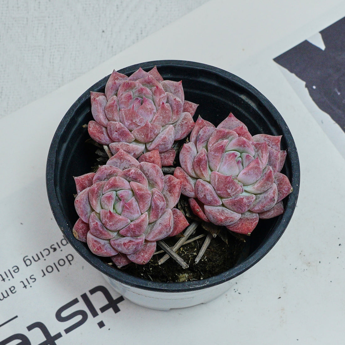 4'' Echeveria Frost Flower, Rare Live Succulent Plants