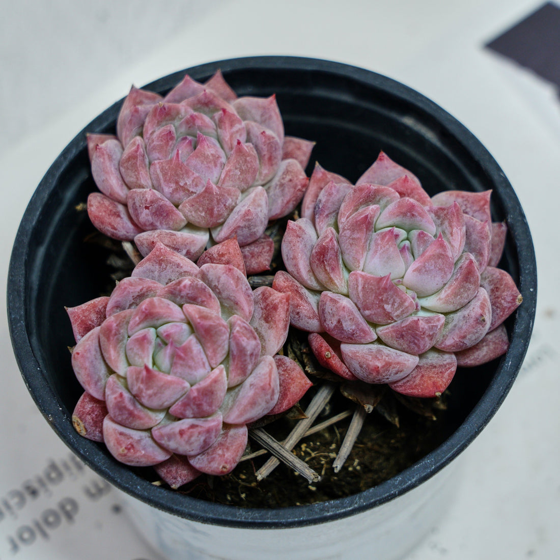 4'' Echeveria Frost Flower, Rare Live Succulent Plants