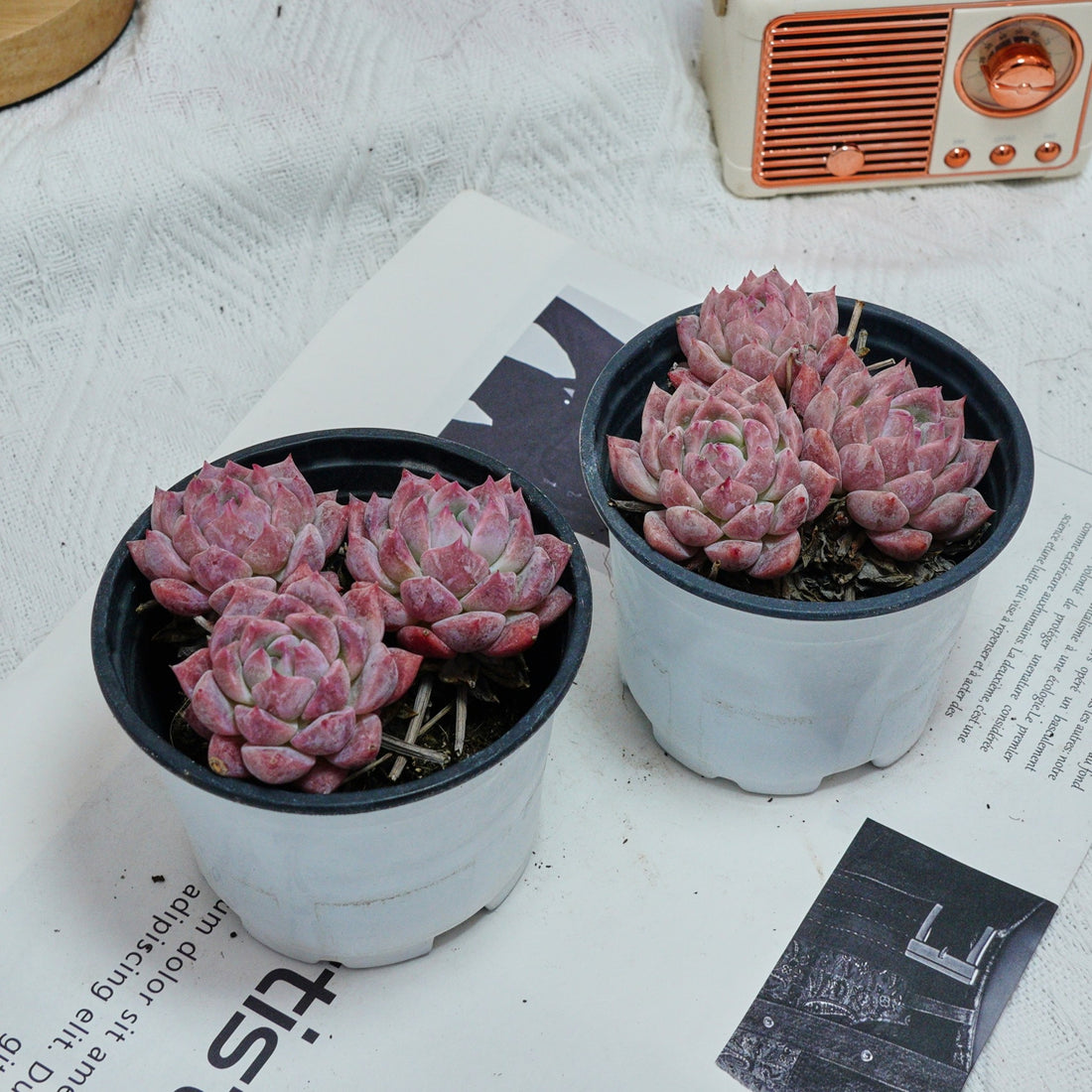 4'' Echeveria Frost Flower, Rare Live Succulent Plants