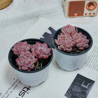 4'' Echeveria Frost Flower, Rare Live Succulent Plants