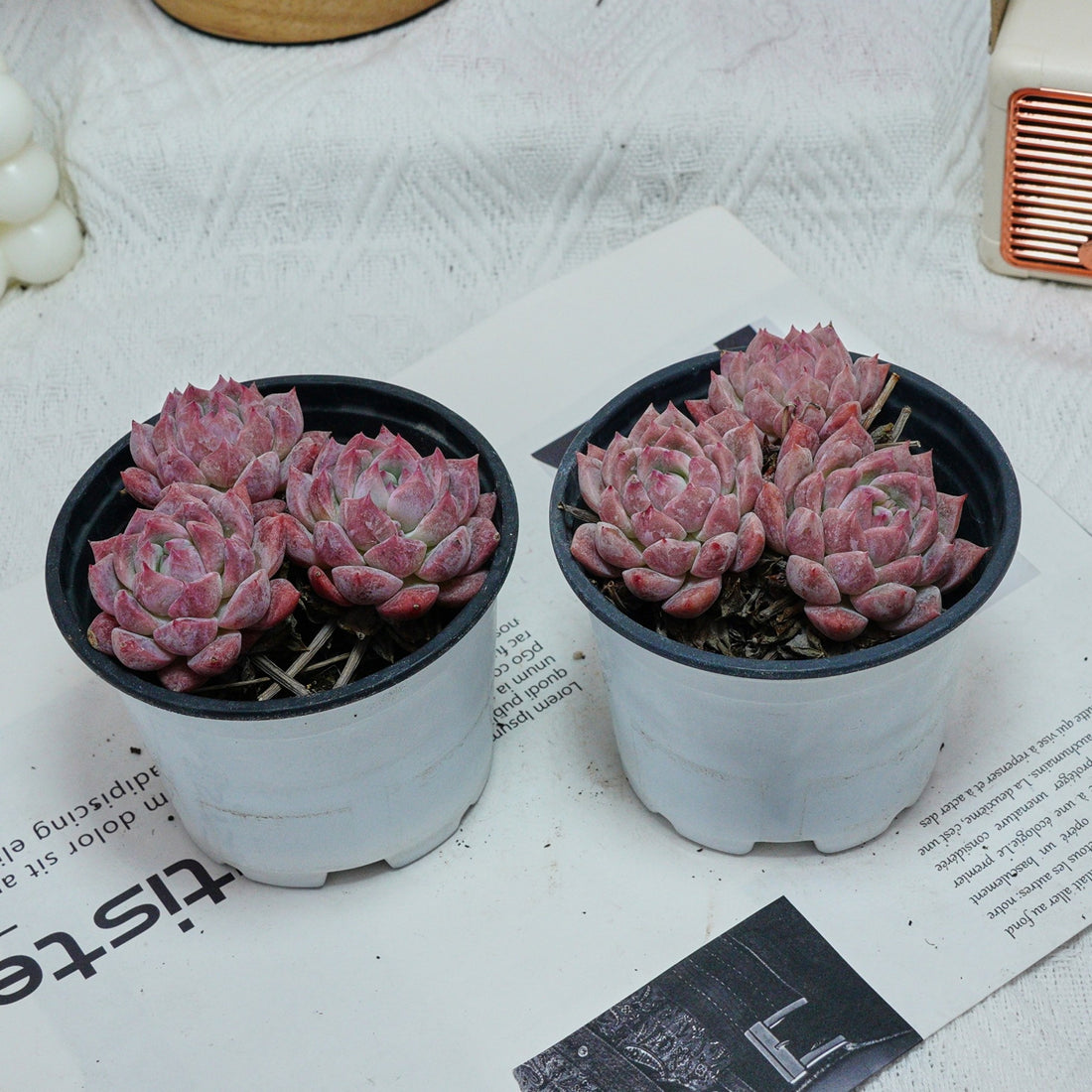 4'' Echeveria Frost Flower, Rare Live Succulent Plants