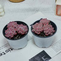 4'' Echeveria Frost Flower, Rare Live Succulent Plants