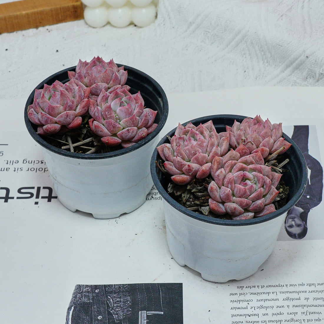 4'' Echeveria Frost Flower, Rare Live Succulent Plants