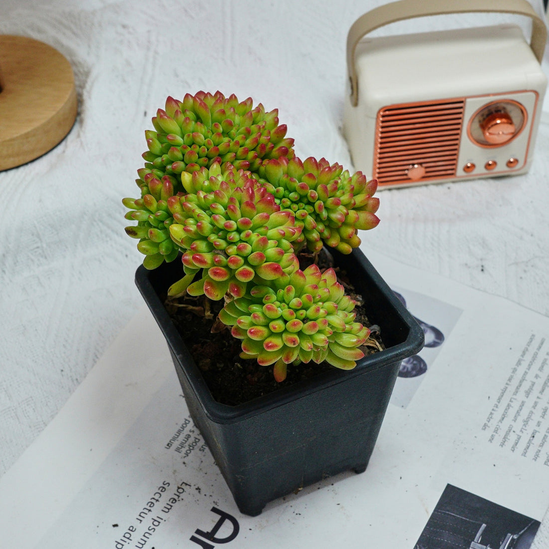 5'' Sedum Alice Evans Crested, Rare Live Succulent Plants