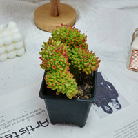 5'' Sedum Alice Evans Crested, Rare Live Succulent Plants