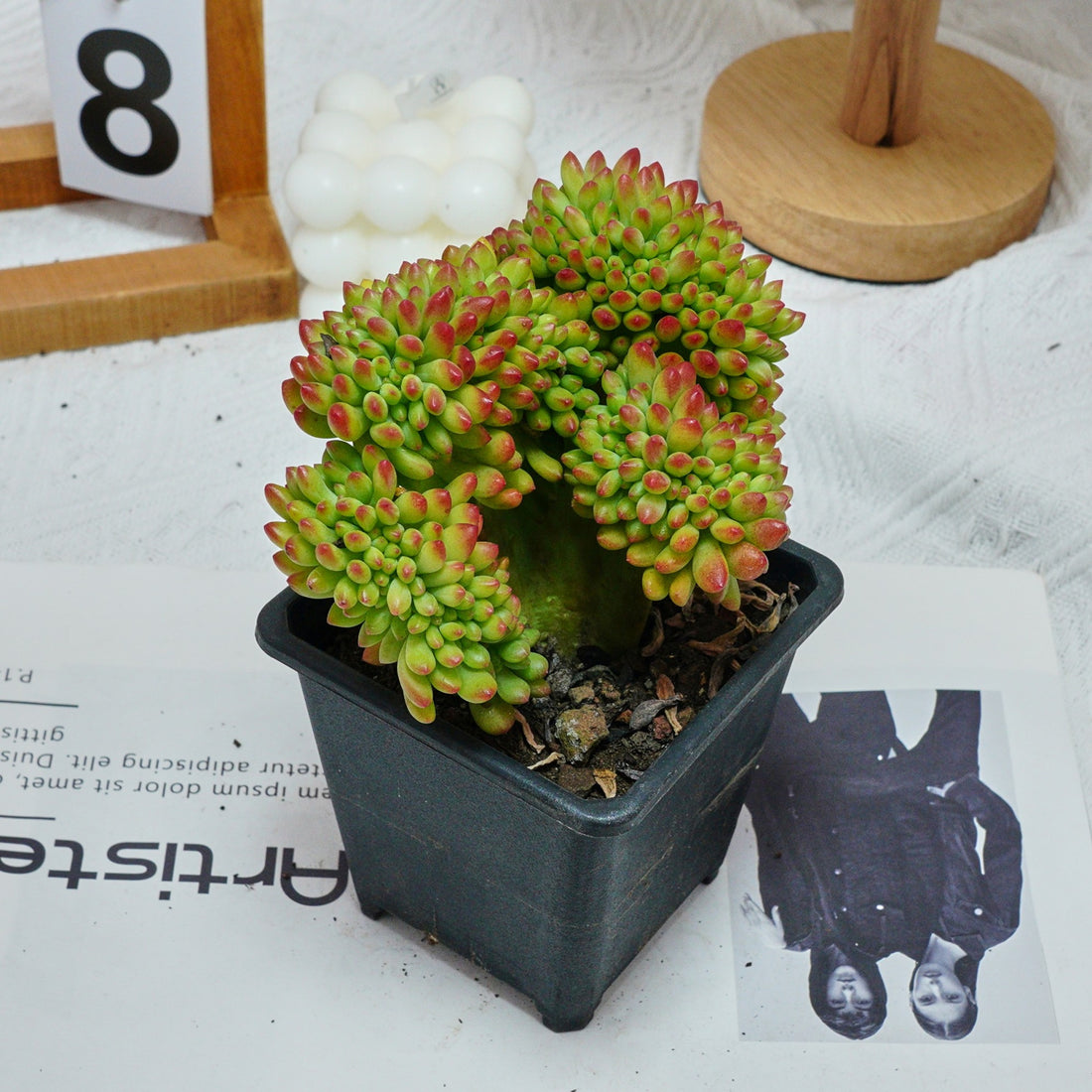 5'' Sedum Alice Evans Crested, Rare Live Succulent Plants
