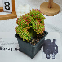 5'' Sedum Alice Evans Crested, Rare Live Succulent Plants