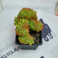 5'' Sedum Alice Evans Crested, Rare Live Succulent Plants