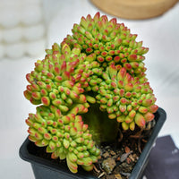 5'' Sedum Alice Evans Crested, Rare Live Succulent Plants